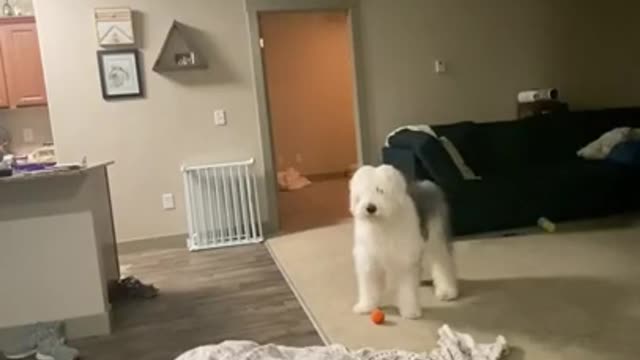 Funniest Dogs Play Hide And Seek