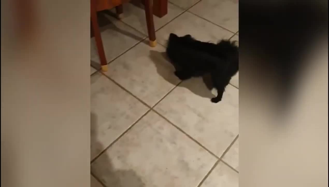 World of Animals | Funniest And Cutest Animal Compilation #16