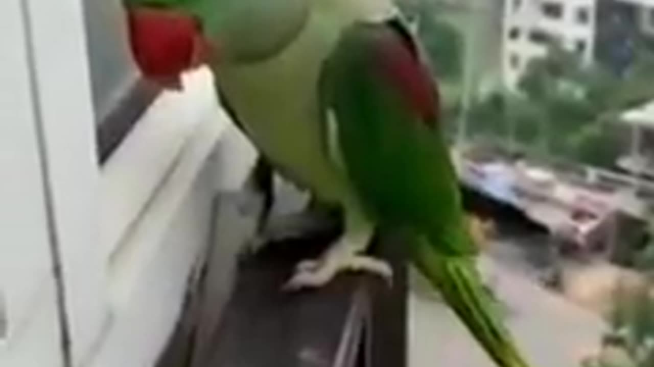 parrot