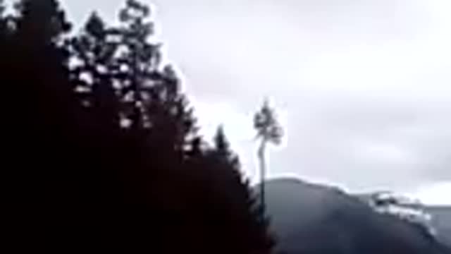 Topping a Tree In Randle 2013