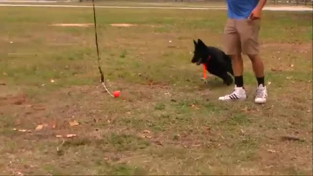 New Dog training Videos