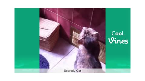 WATCH THIS CATS AND DOGS GETS GOES CRAZY( LAUGHTRIP)