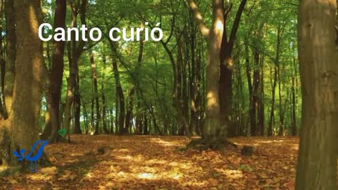 Canto curió