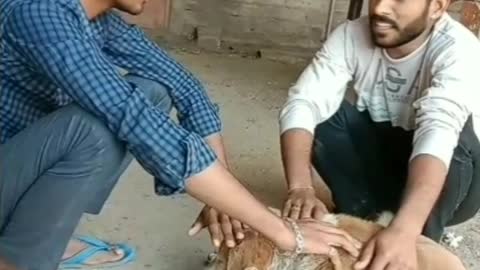 Comedy videos