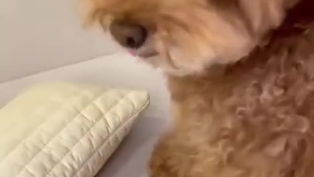 Funniest Dogs - Awesome Funny Pet Animals Videos