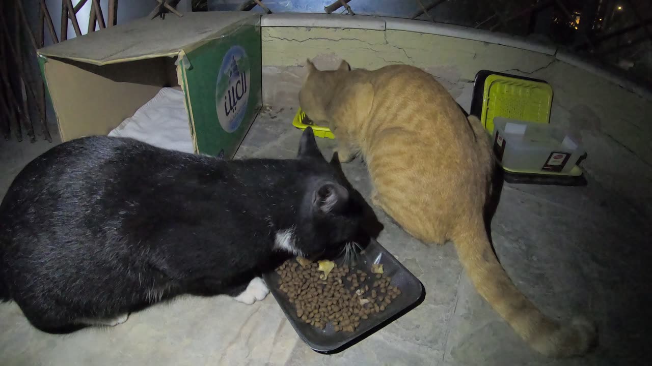 Homeless cat in Ras Al Khaimah UAE: RIHANNA & ED SHEERAN & MICHAEL JACKSON #cat #cats #pet #pets #4u