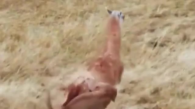 # Cougar VS Alpaca # Cougar # alpaca # Wildlife zero-distance # Animal World