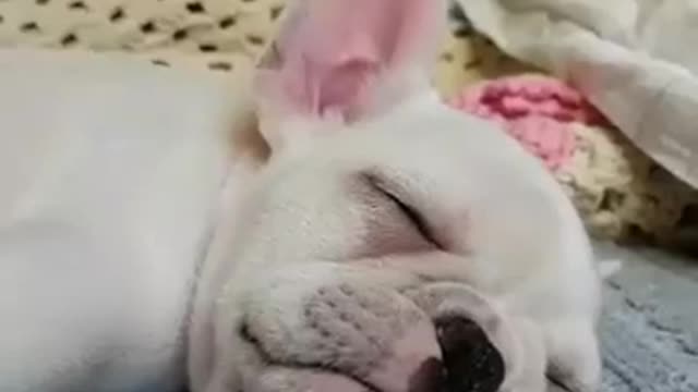 Sleeping French Bulldog puppy is the cutest thing ever