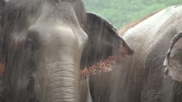 Happy Elephant Herd Playing in the Rain