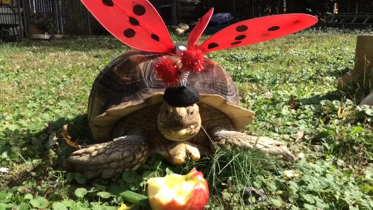 No Tricks Just Treats for Bob the Tort