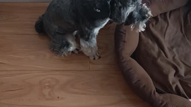 Schnauzer Dog