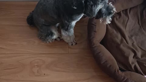 Schnauzer Dog