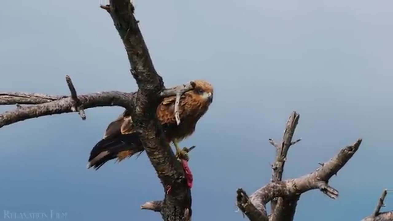 Wildlife Animals Relaxation Film 4K - Peaceful Relaxing Music - 4k Video UltraHD
