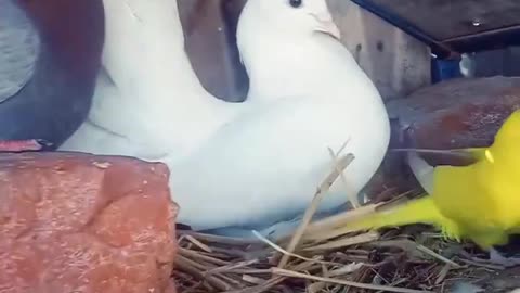 Beautiful Birds