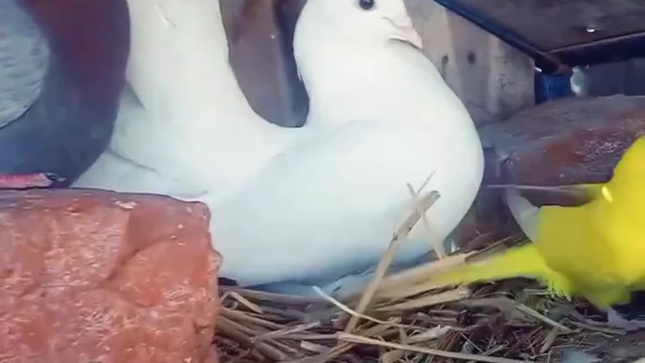 Beautiful Birds