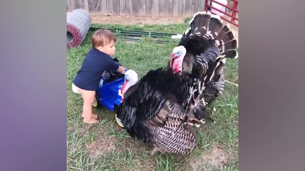 Funny Videos Animals - Funniest Turkey - funny pets lifestyle