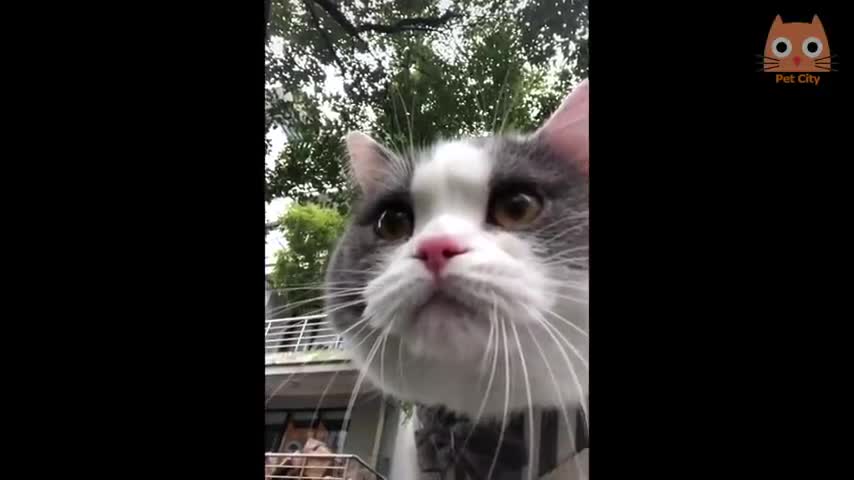 Animals so funny and cute