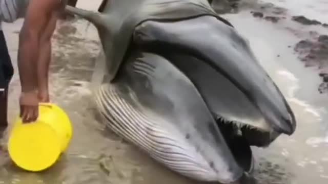 Stranded Whale, Amateur Video Tension of Fisherman Around the Beach Seeing Whale Stranded