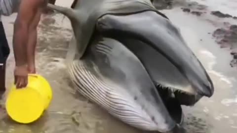 Stranded Whale, Amateur Video Tension of Fisherman Around the Beach Seeing Whale Stranded