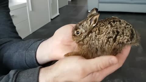 Cute baby rabbit at home