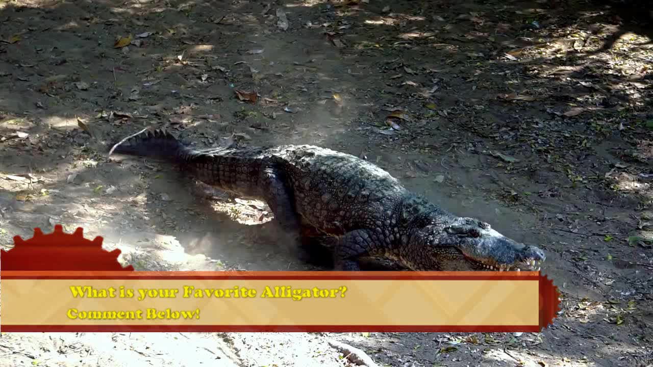 Wisconsin Alligator is out On The loose