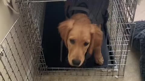 He doesn't seem to like his cage very much