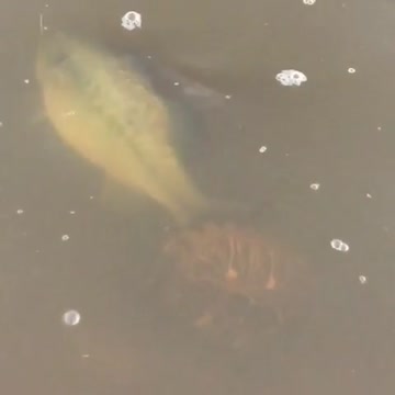 Pez enorme sale de la nada y se roba la comida de una tortuga