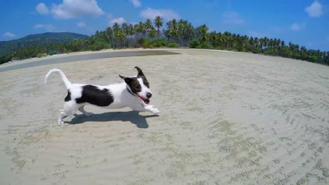 Beautiful Puppy Dog on the Beach. Slow Motion