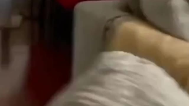 Can't stop laughing animals 🐈😺 Cute #38💋🥺