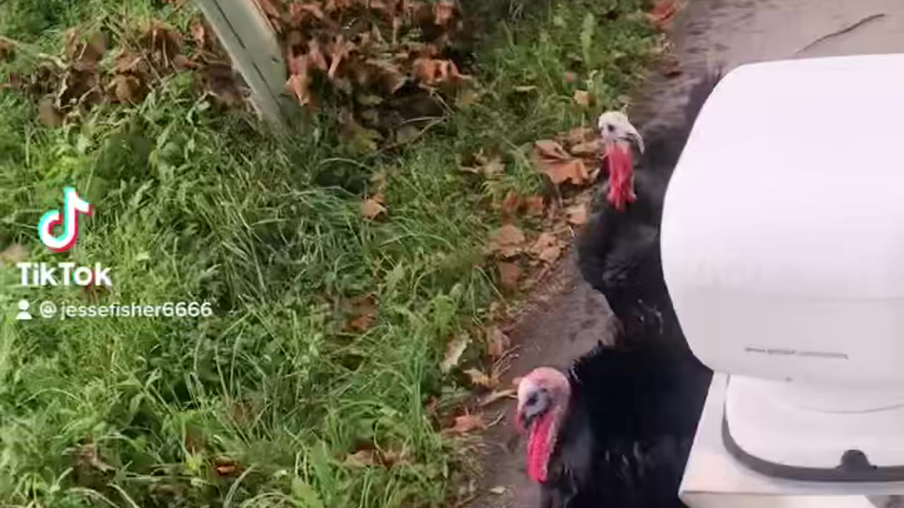 Turkey’s lives matter