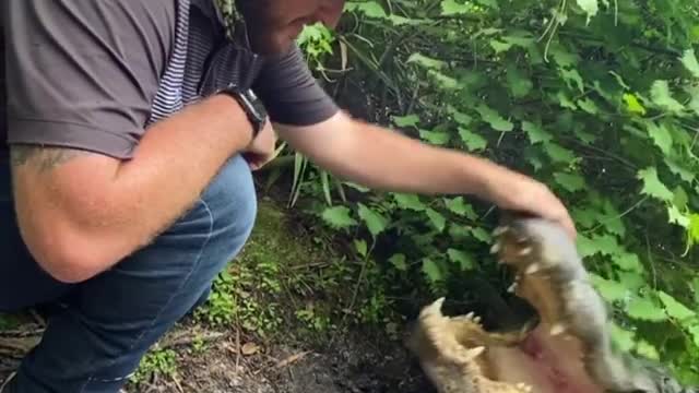 How I Feed My Alligators