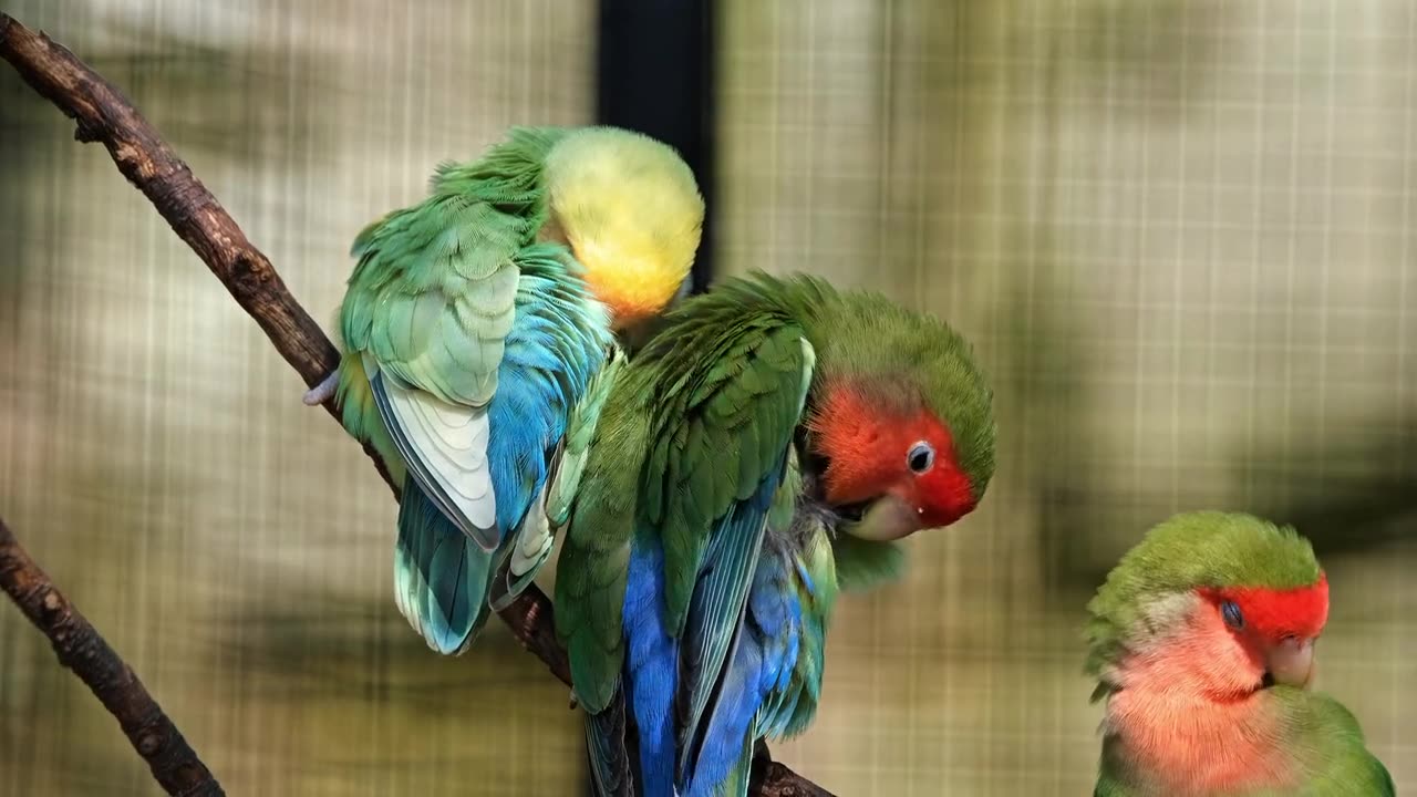 Birds perched on a stick,,,