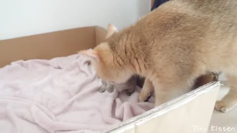 Kitten Kiki tried baby food for the first time