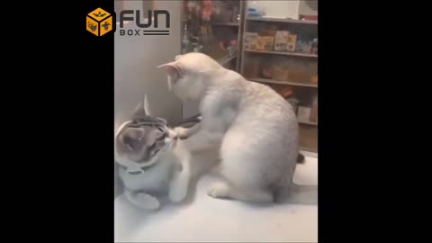 Funny and cute videos of dogs and cats