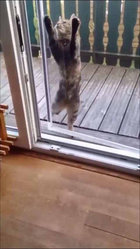 😹Cats Doing Cat Things😹 #9