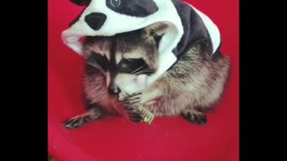 Trash Panda has a snack