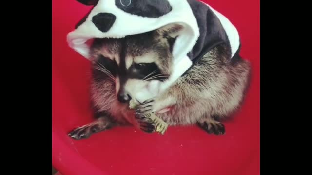 Trash Panda has a snack