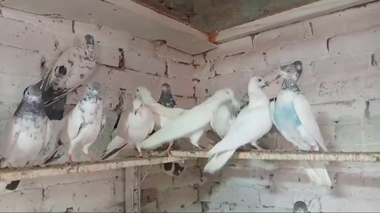 Beautiful pigeon breeder pair best flying