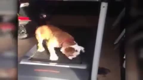 Top 10 best whatsapp videos Funny dogs