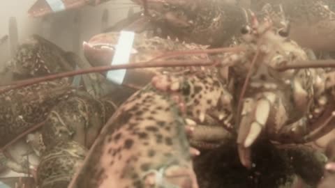 an underwater shot of lobsters on a fishing boat