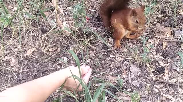 hungry squirrel