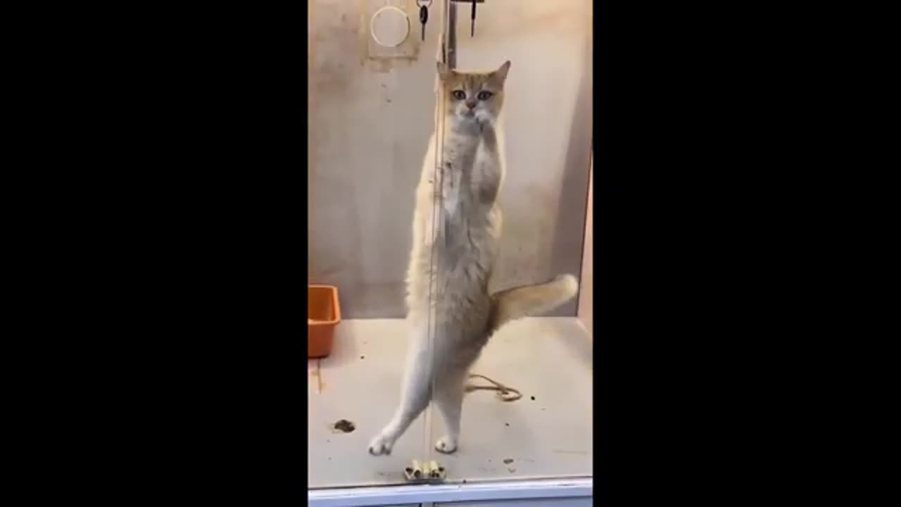 Funny Animal Videos Part 3