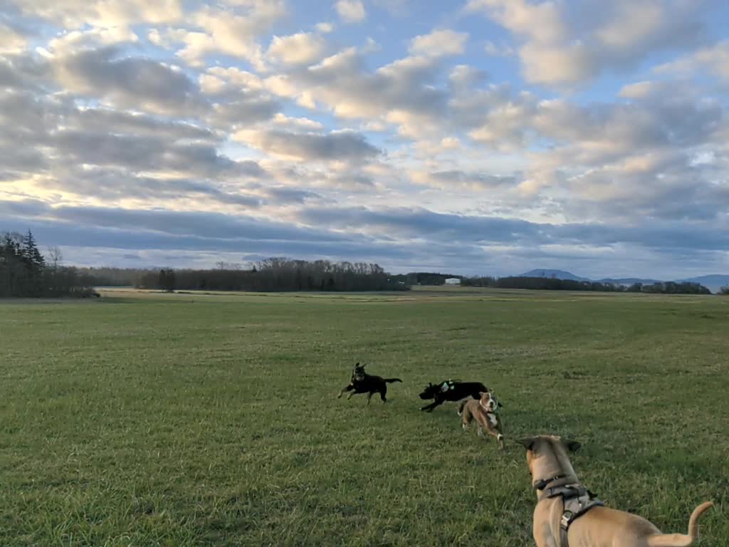 Dogs frolicking together