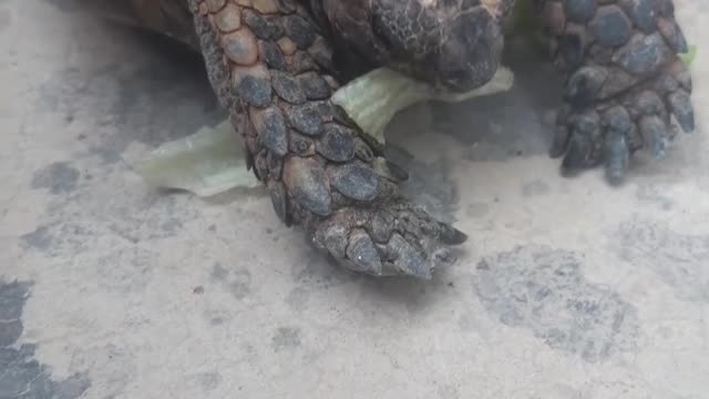 Rescued turtle eats lettuce