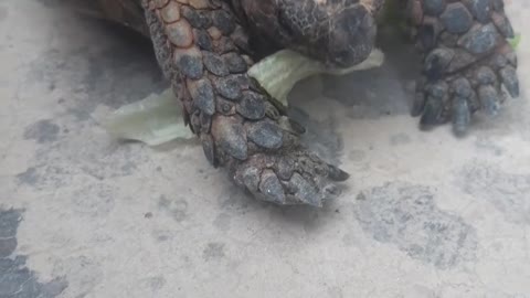 Rescued turtle eats lettuce