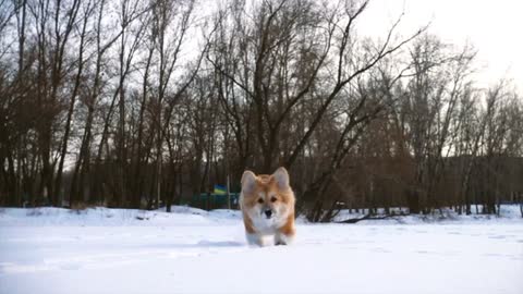 Long hair Dog