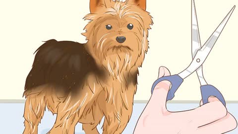 Dog health Care for Your Outdoor Dog During