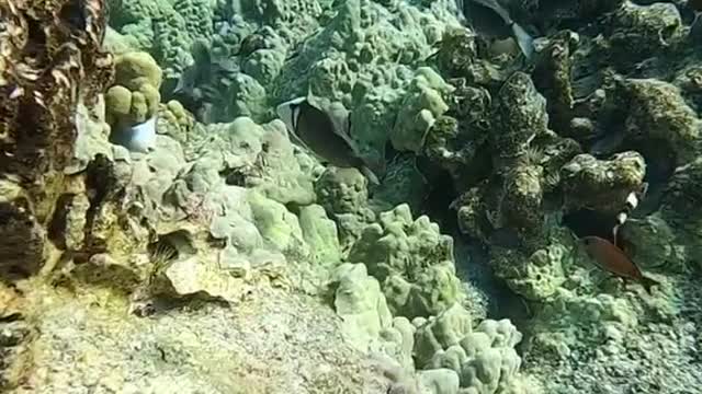 reef#freedive#swim
