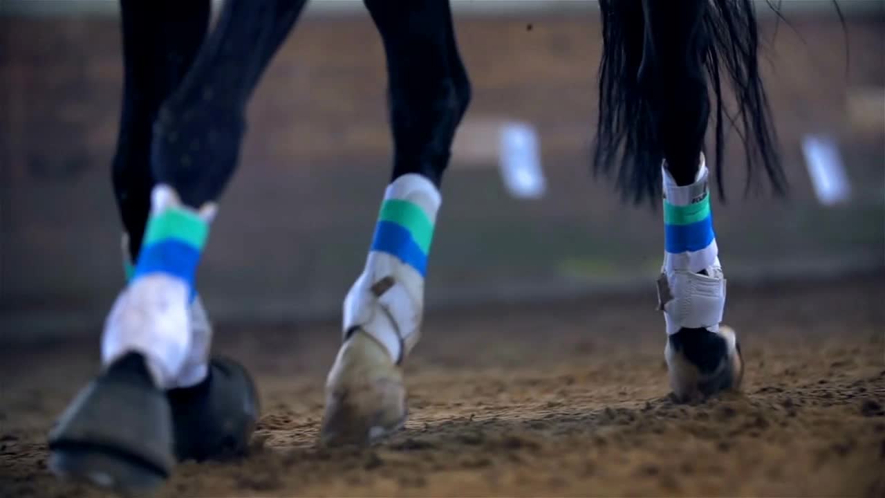 Colorful Horse Running in Slow Motion