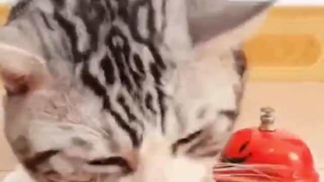 Cute cat video || Compilation #6